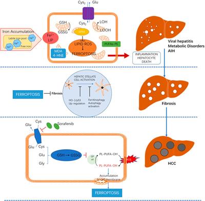 Frontiers The Emerging Role Of Ferroptosis In Liver Diseases